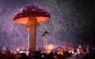 Картинка гриб, дождь, крупный план, Вячеслав Мищенко