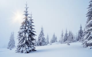 Картинка зима, снег, пейзаж, ели, сугробы, деревья