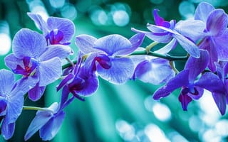Картинка орхидея, цветы, макро, ветка