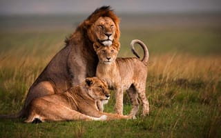 Картинка Львы, семья, лев