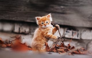 Картинка рыжий котенок, природа, рыжик, осень, Афиногенова Татьяна