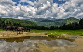 Картинка холмы, лес, водопой, Svetlov Sergey, небо, лошади, облака, отражение