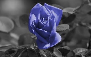 Картинка роза, синяя, цветок