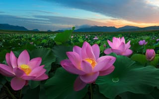 Картинка цветы, Китай, лотос, восход солнца