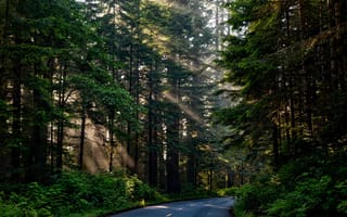 Обои лес, дорога, солнечный свет, природа, деревья, живописный