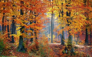 Картинка лес, природа, деревья, осень, лесной пейзаж, листья, свет