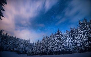 Картинка Зима, лес, звезды