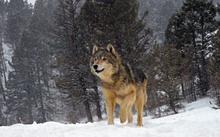 Обои волк, природа, снег, зима