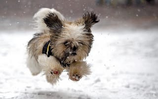 Картинка собачка, полет, снег, позитив