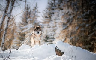 Картинка Животное, волк, взгляд, зима, хищник, лес