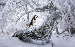 Картинка природа, зима, снег, Хаски, собака