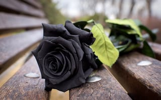 Картинка Роза, Скамейка, черная, макро, бутон, цветок
