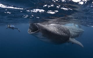 Картинка дайвинг, китовая акула, под водой