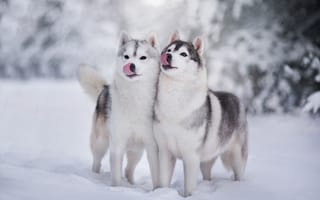 Картинка собаки, зима, снег, позитив, хаски