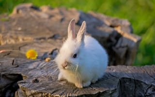 Картинка кролики, маленький, дерево, природа, кролик