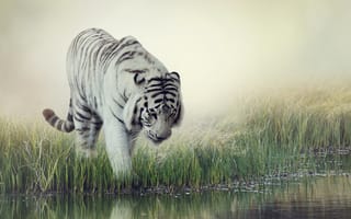 Картинка Белый тигр, полосатый, туман