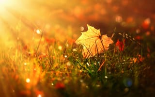 Картинка осенний лист, макро, трава, Mihalych, лучи солнца