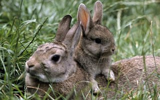 Картинка кролики, трава, лето, природа