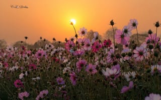 Картинка цветы, Zhijun YE, природа, макро, капли