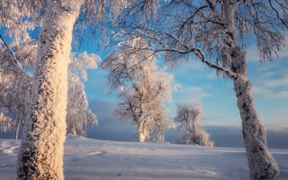 Картинка зима, деревья, Осипов Ёжъ Александр, изморозь, Куржак, снег