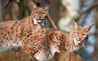 Картинка lynx, усы, хищник, крупным планом, желтые глаза