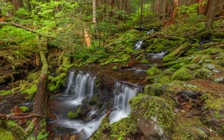 Картинка Поток, Rainforest, США, Олимпийский Национальный парк Вашингтон, Камни, Зеленый мох