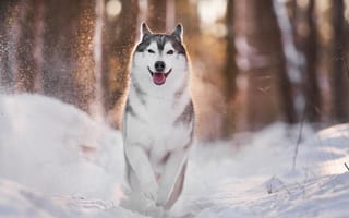 Картинка собака, хаски, зима, бег, свет, лес
