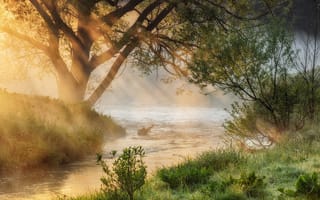 Картинка золотое утро, речка, Нестерчук Сергей, дерево, туман, лучи солнца