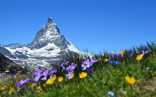 Картинка швейцария, альпы, снег, церматт, цветы, маттерхорн, трава, горы, небо