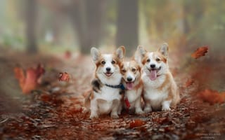 Картинка Коржики, вельш-корги пемброк, осень, Волкова Юлианна, парк, собаки