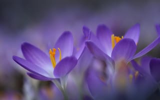 Картинка февраль, ранняя весна, крокусы, Андрей Степанов