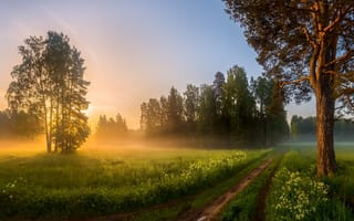 Картинка парк павловск, Лашков Фёдор, туман, рассвет, сосна, дорожка, прогулка