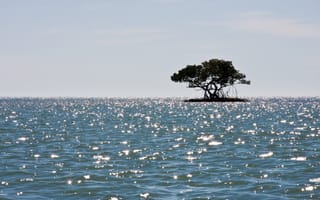 Картинка море, остров, мангровые леса