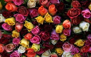 Обои beautiful, buds, flowers, flower, roses
