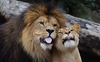 Обои Лев, позитив, львица, хищники