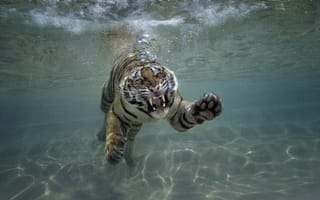 Картинка тигр, под водой, хищник, кошка