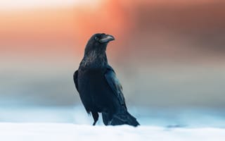 Картинка ворон, черный, птица, Сергей Рыжков, Corvus corax