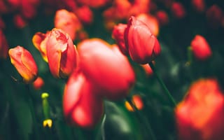 Обои весна, тюльпаны