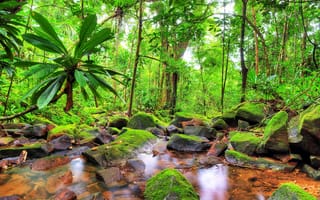 Картинка Экзотика, Камни, тропический пейзаж, джунгли, Поток, пальмы, зеленый мох