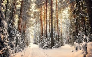 Картинка на распутье, холод, дорога, деревья, лес, зима, Пушкарев Николай, свет, снег