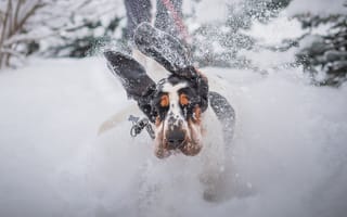 Картинка собака, снег, Irina, зима, позитив, бассет