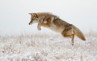 Картинка койот, хищник, прыжок, зима, охота