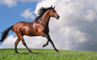 Картинка конь, небо, трава
