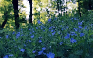 Картинка ЛЕС, синий, цветы