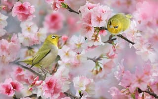 Обои природа, ветки, цветение, белый глаз, белоглазка, цветы, silver-eye, весна, птицы