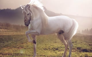 Обои Белый жеребец, конь, Лошадь
