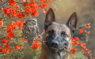 Картинка природа, сова, пёс, ветки, птица, цветы, собака, животные