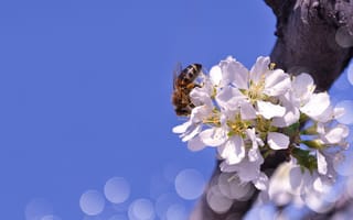 Картинка природа, цветение, небо, пчела, весна, боке, дерево, цветы