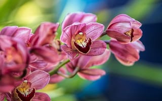 Обои цветы, орхидея, ветка