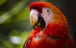 Обои Красный ара, птица, попугай